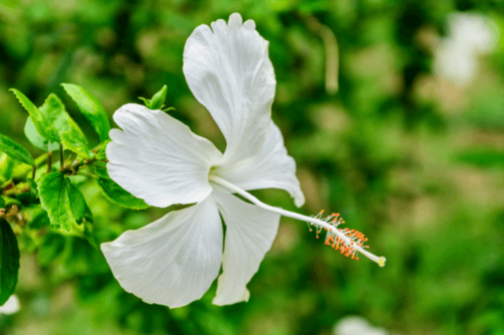 dainty white hibiscus