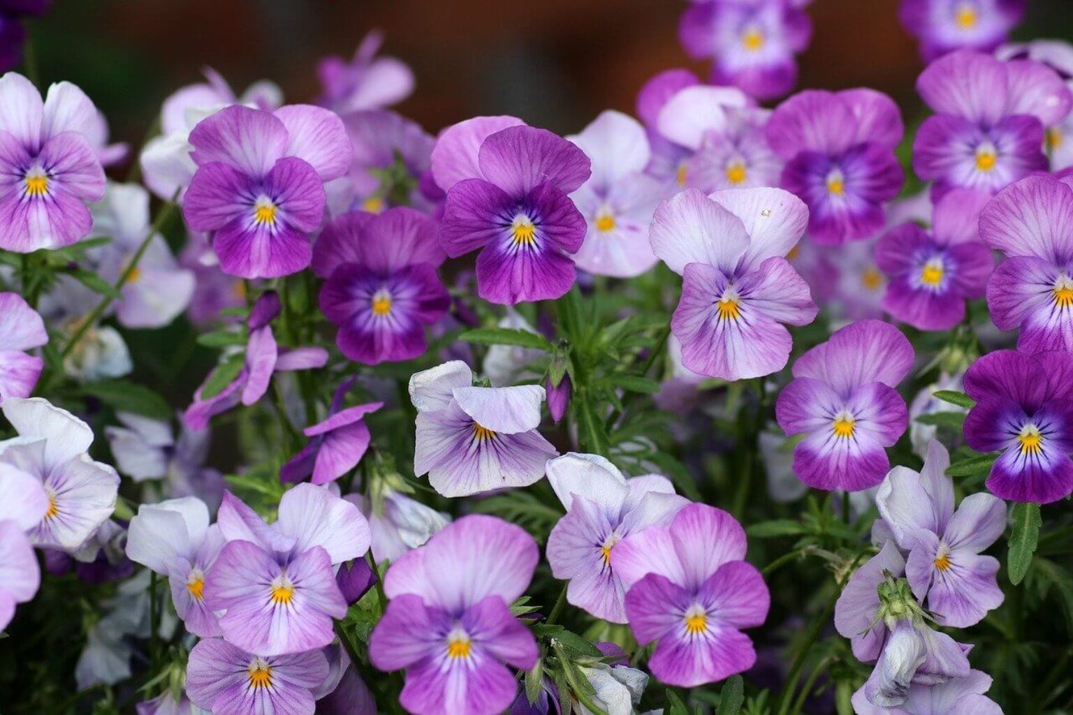 25 Easy Flowers to Grow A Complete List TopBackyards