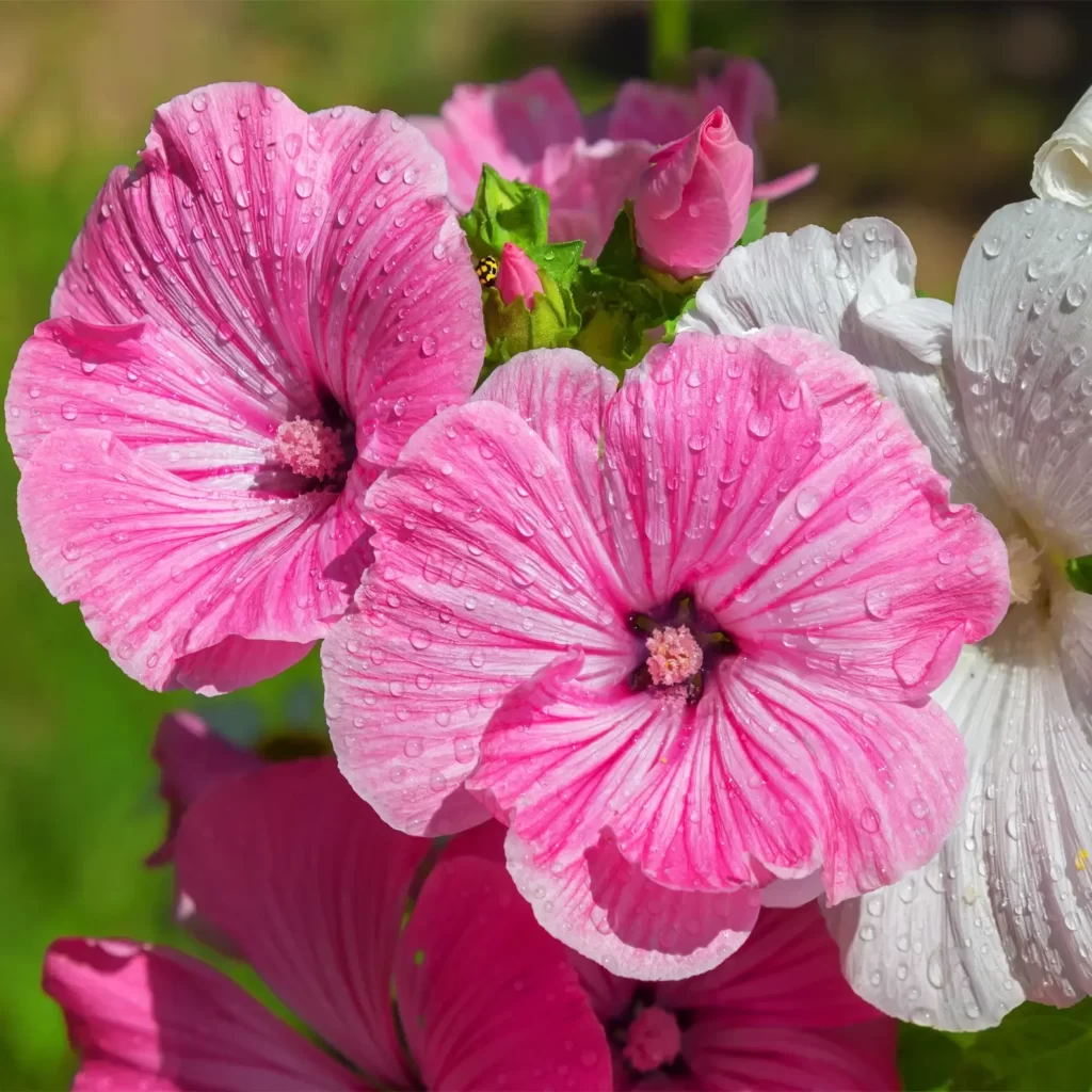 halberd rose mallow hibiscus flower