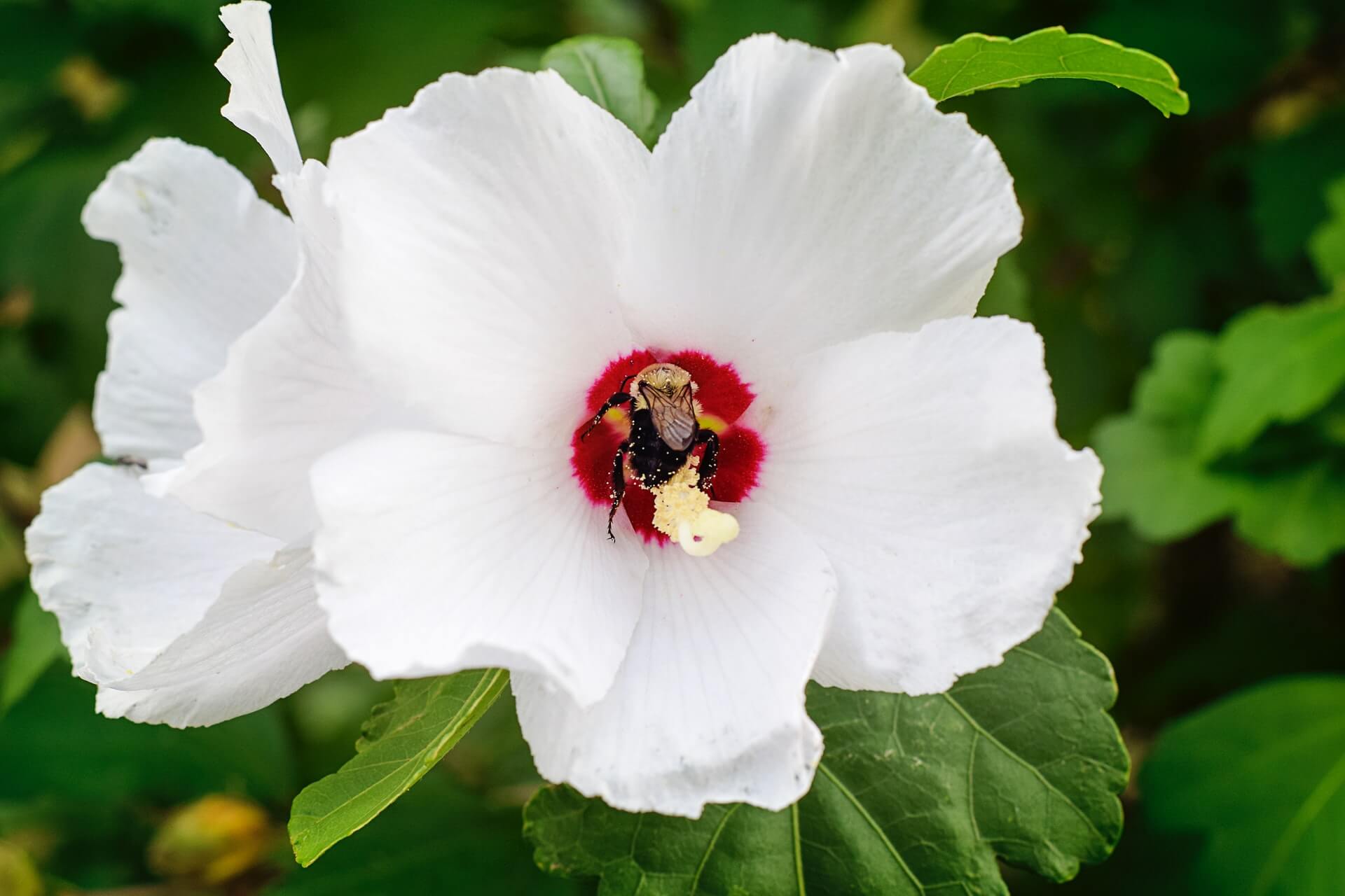 how to grow and care for hardy hibiscus