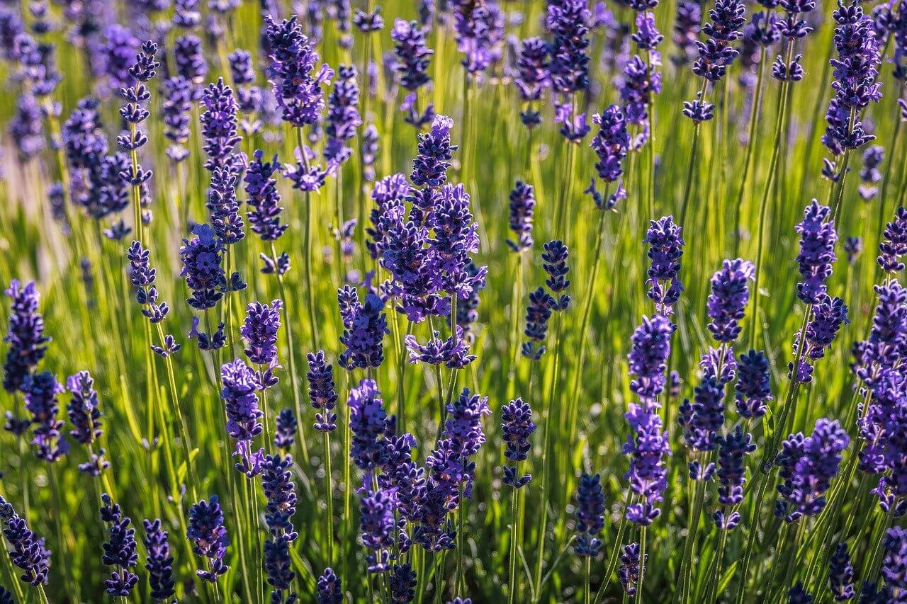 beautiful lavender