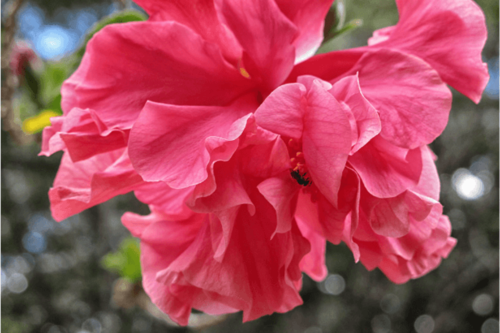 native hibiscus flower