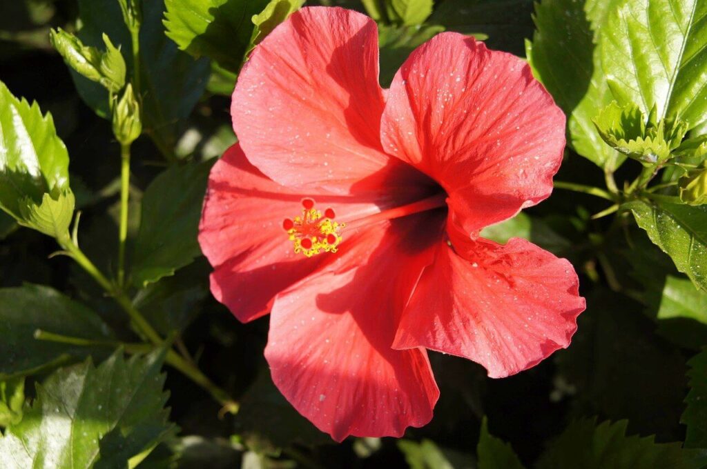 perennial hibiscus flowers