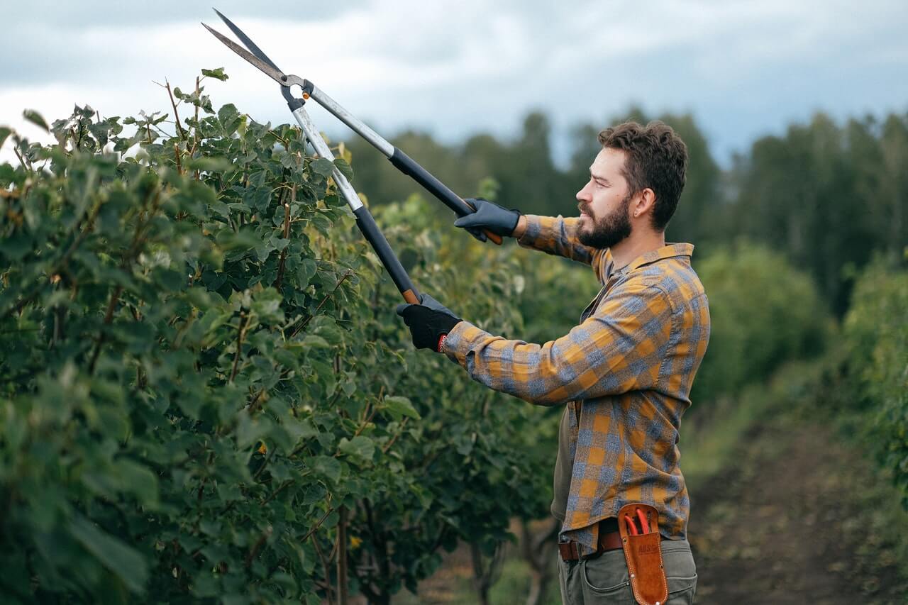 a man pruning a tree