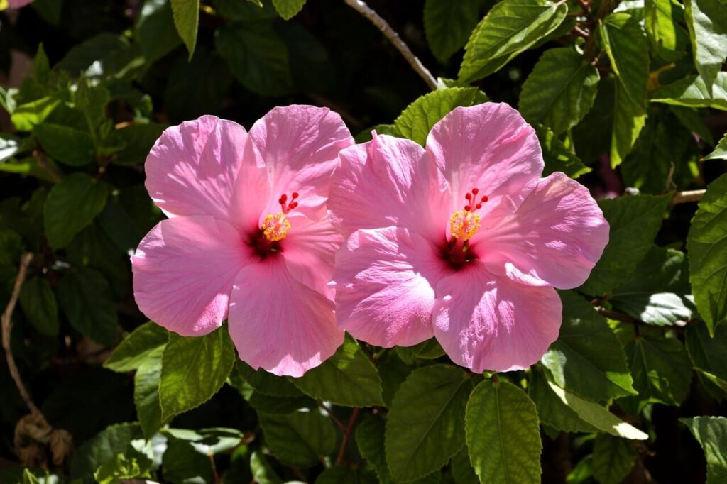 nice pink hardy hibiscus plants