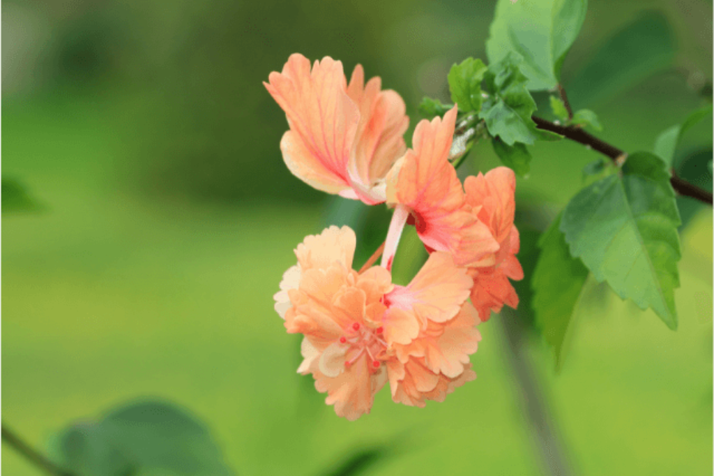 poodle hibiscus