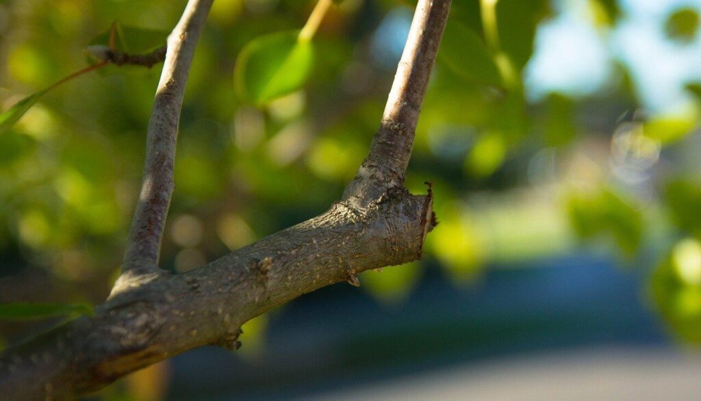 the collar of a tree