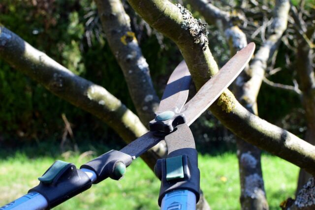 cutting with a pair of pruning shears