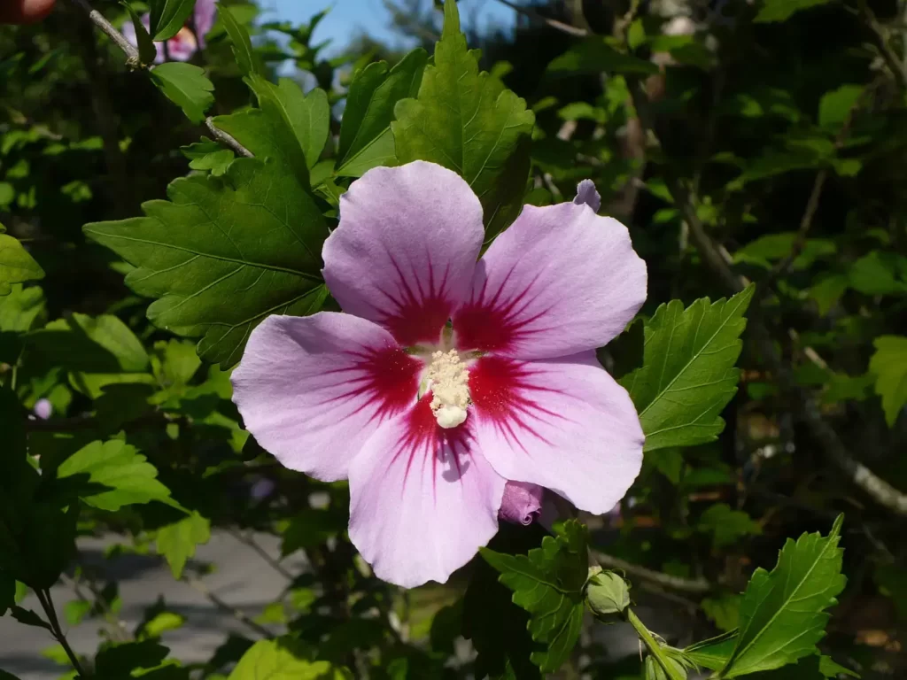 rose of Sharon 