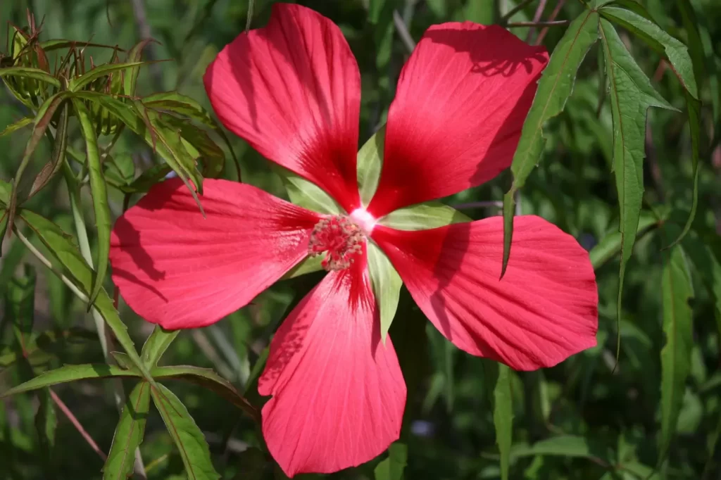 scarlet rose mallow