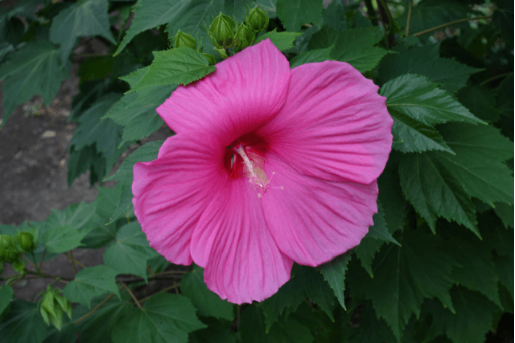 swamp rose mallow hibiscus