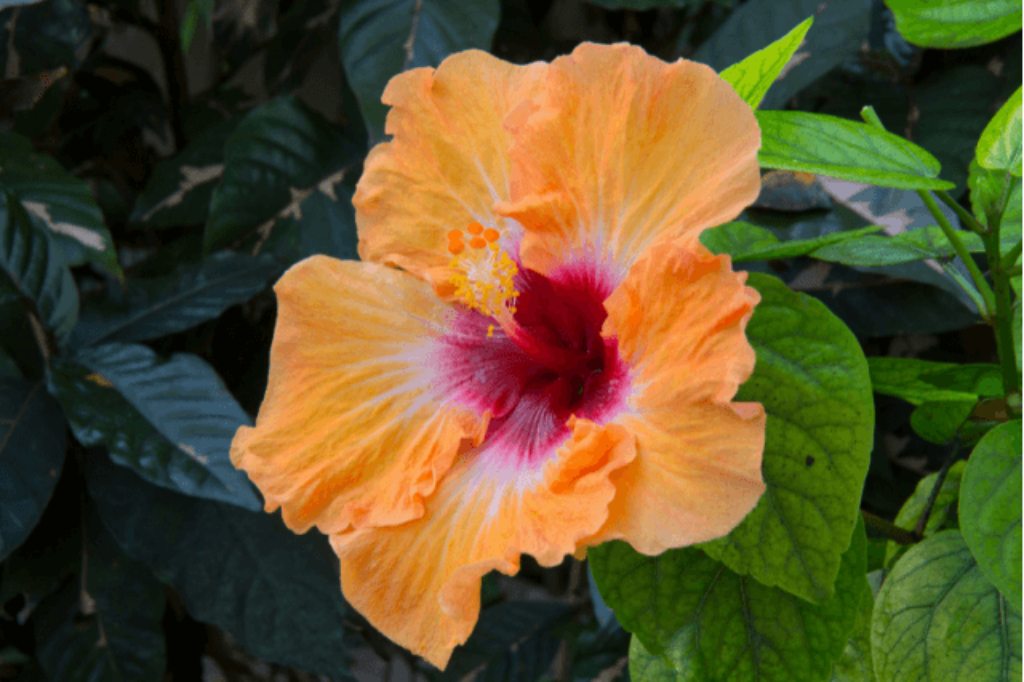 tropical hibiscus