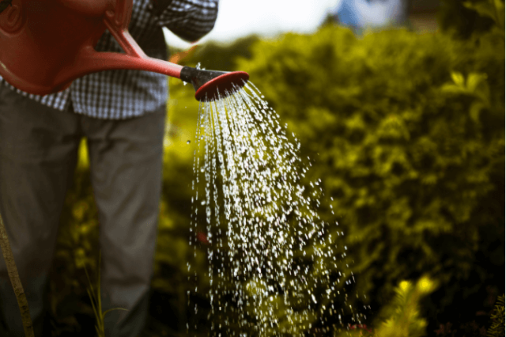 watering plants