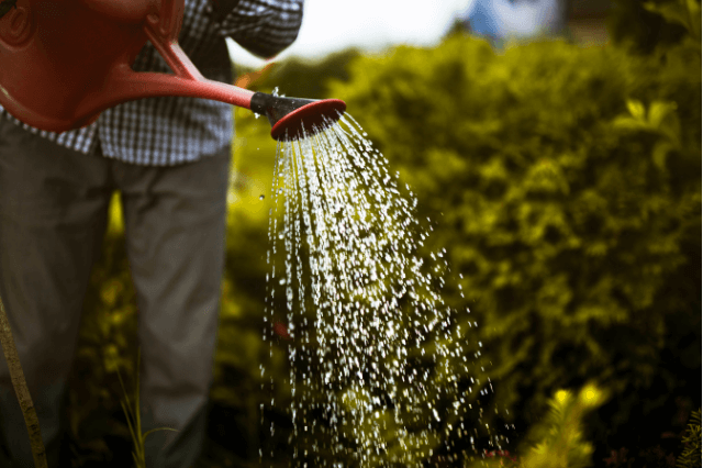 How to Care for Poppies – A Growing Guide - TopBackyards