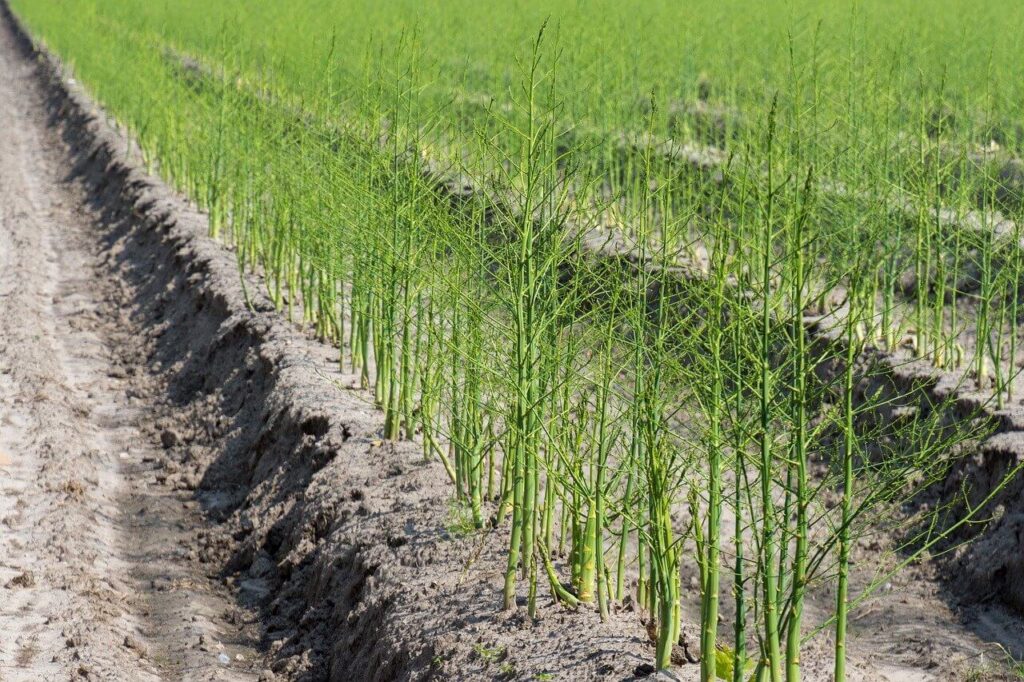 a field of growing asparagus