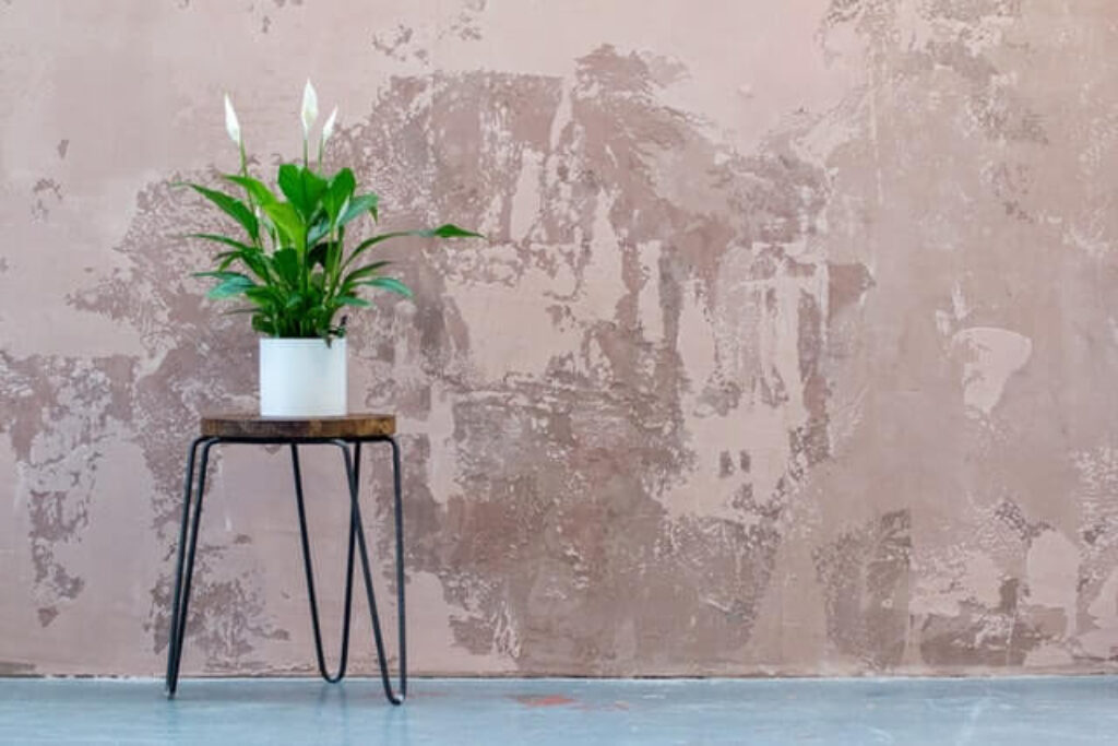 a peace lily plant placed in a corner