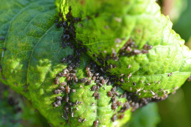 aphids on a leaf