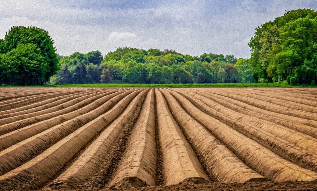 a field with asparagus
