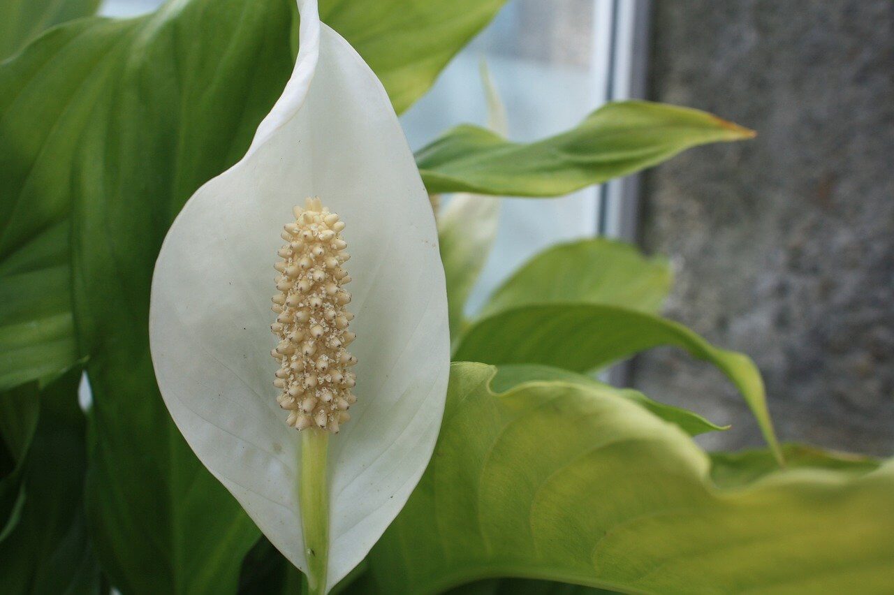 peace lily flower