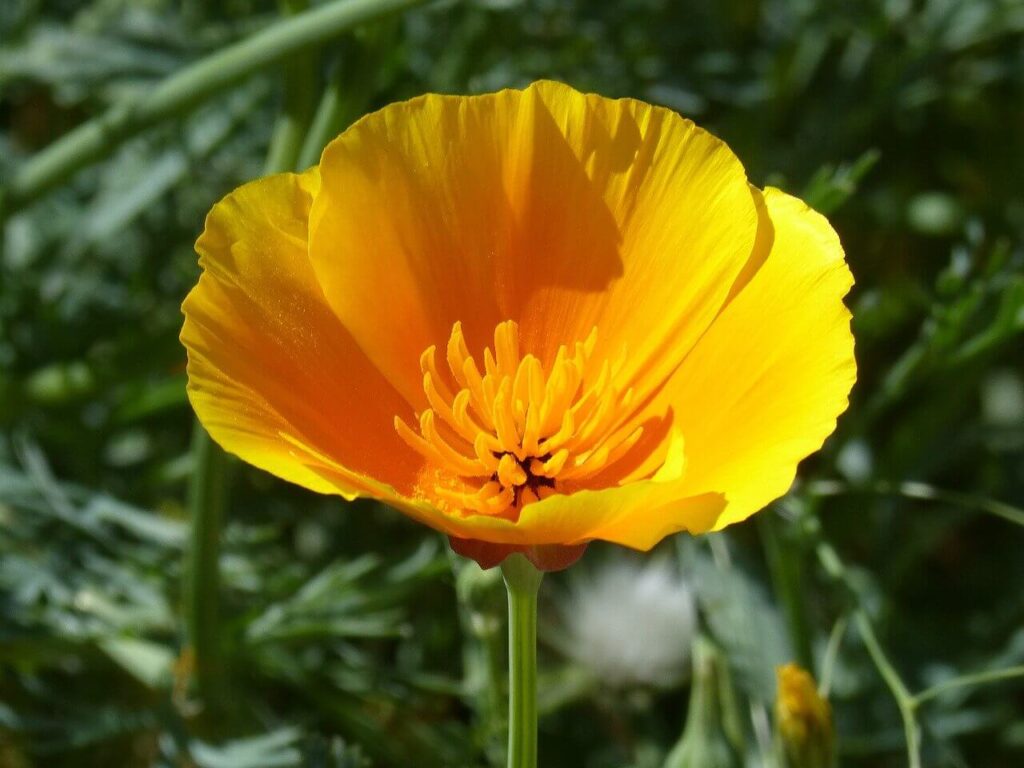yellow California poppy