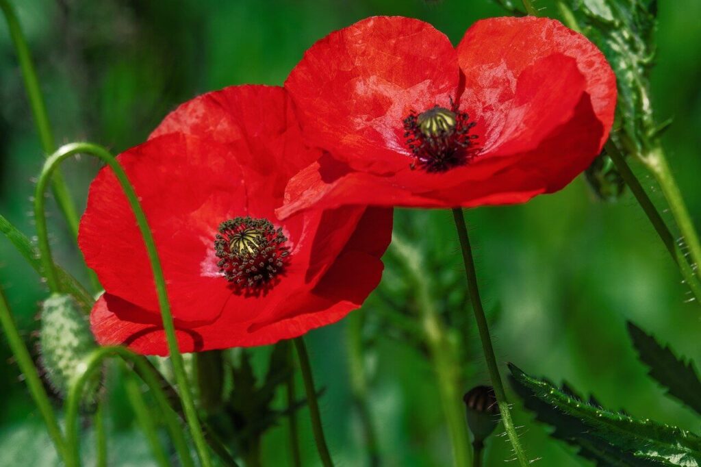 corn poppy flowers