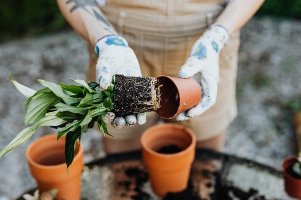 getting a pot ready for peace lilies