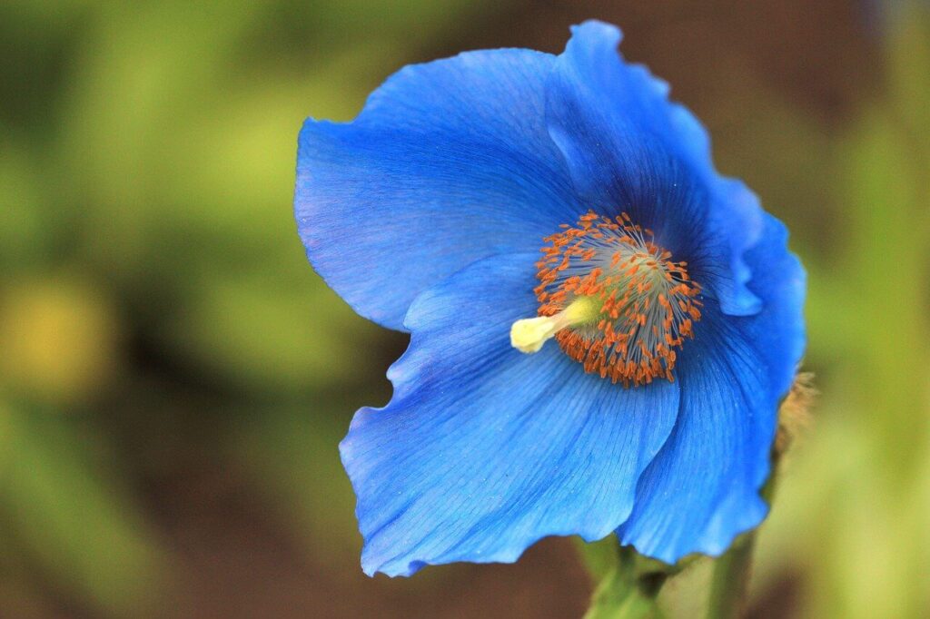 Himalayan blue poppy flower