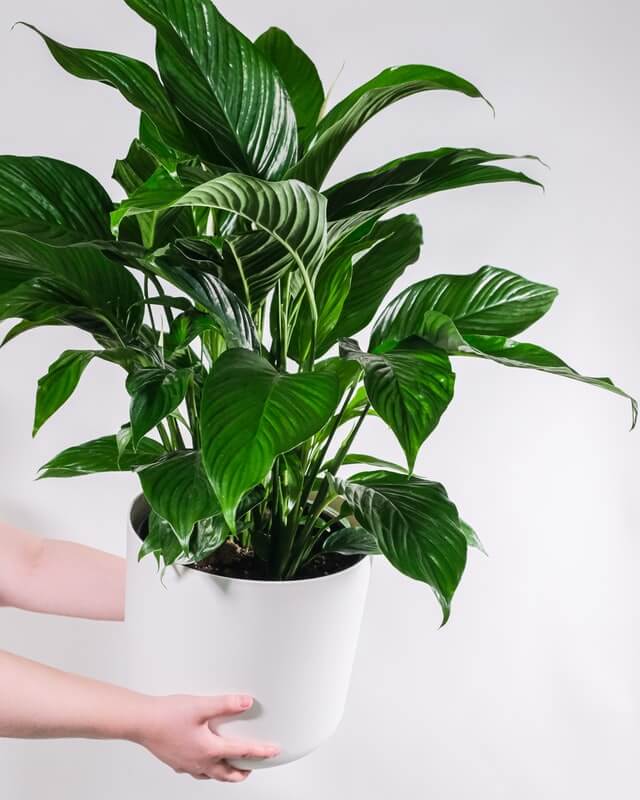 a beautiful peace lily plant