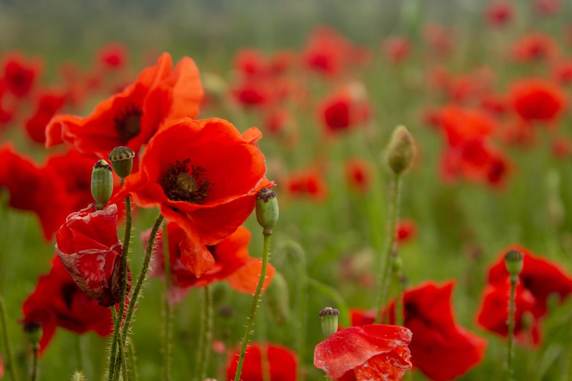 a field of poppies