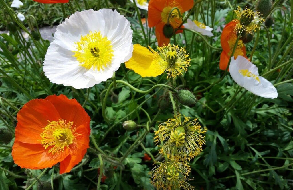 Iceland poppy flowers