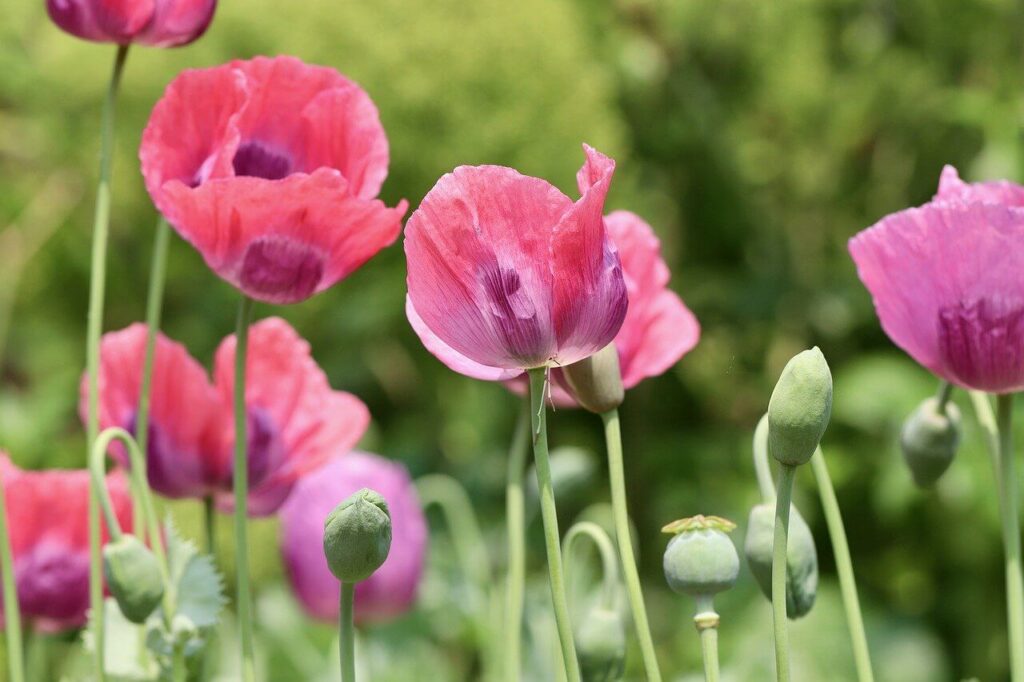 opium poppies