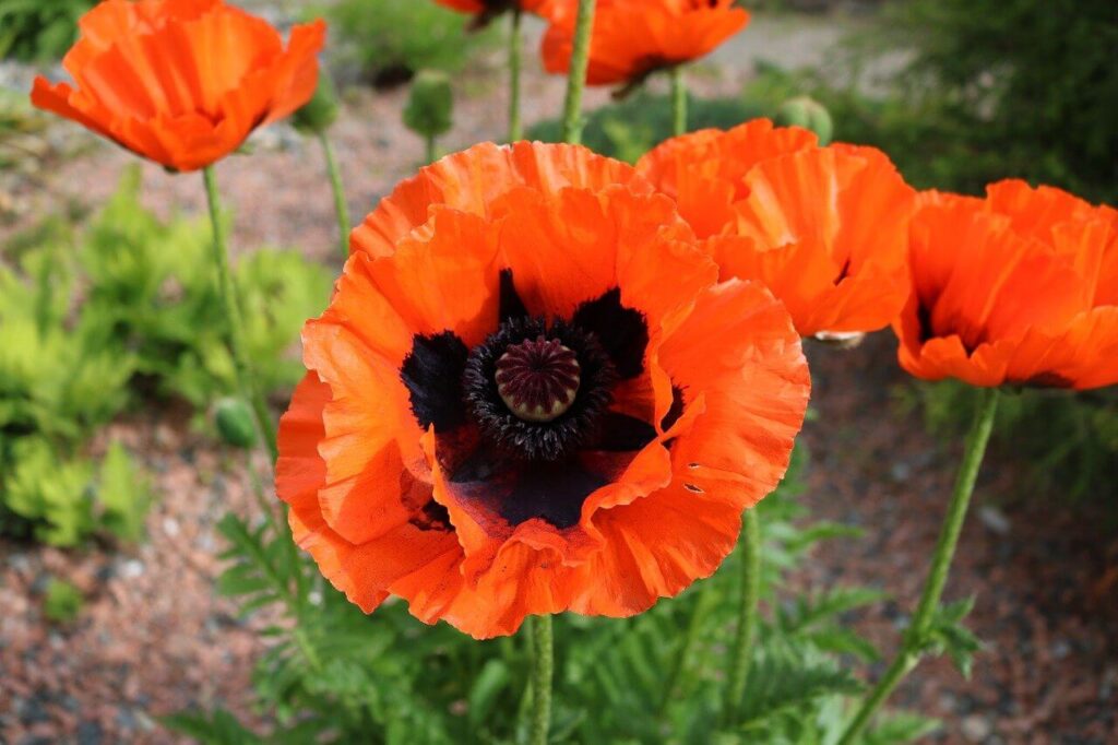 oriental poppy flowers