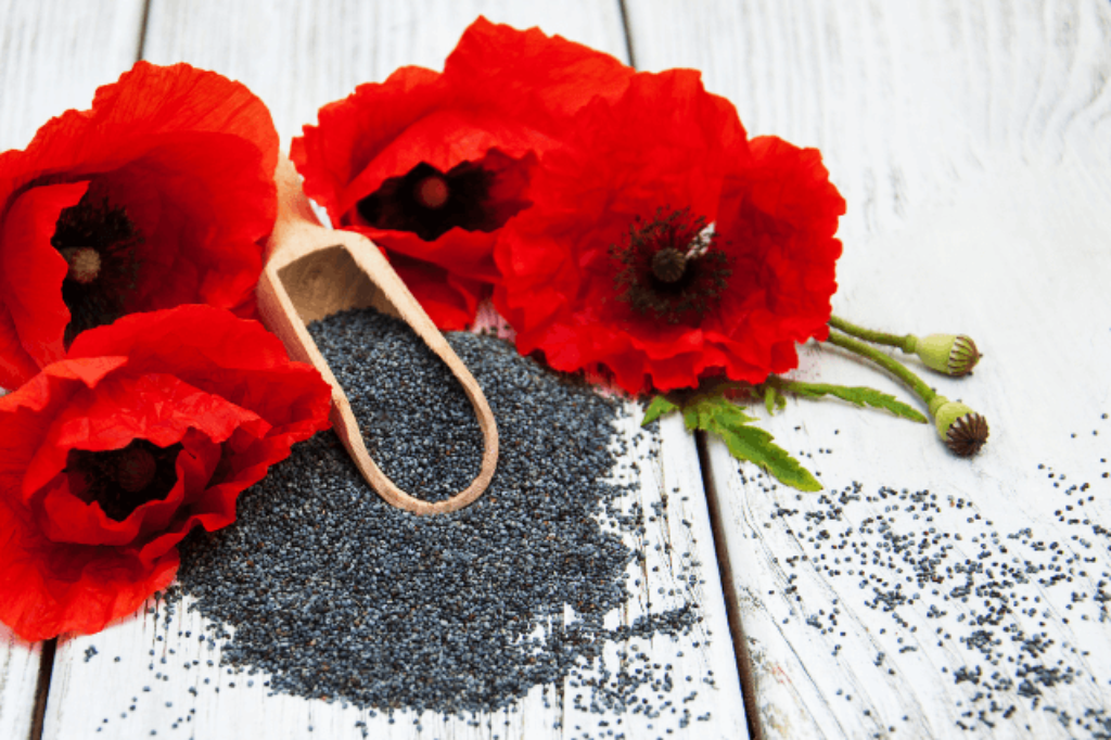 poppy flowers and seeds