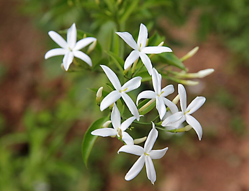 sharp petaled arabic jasmine flowers