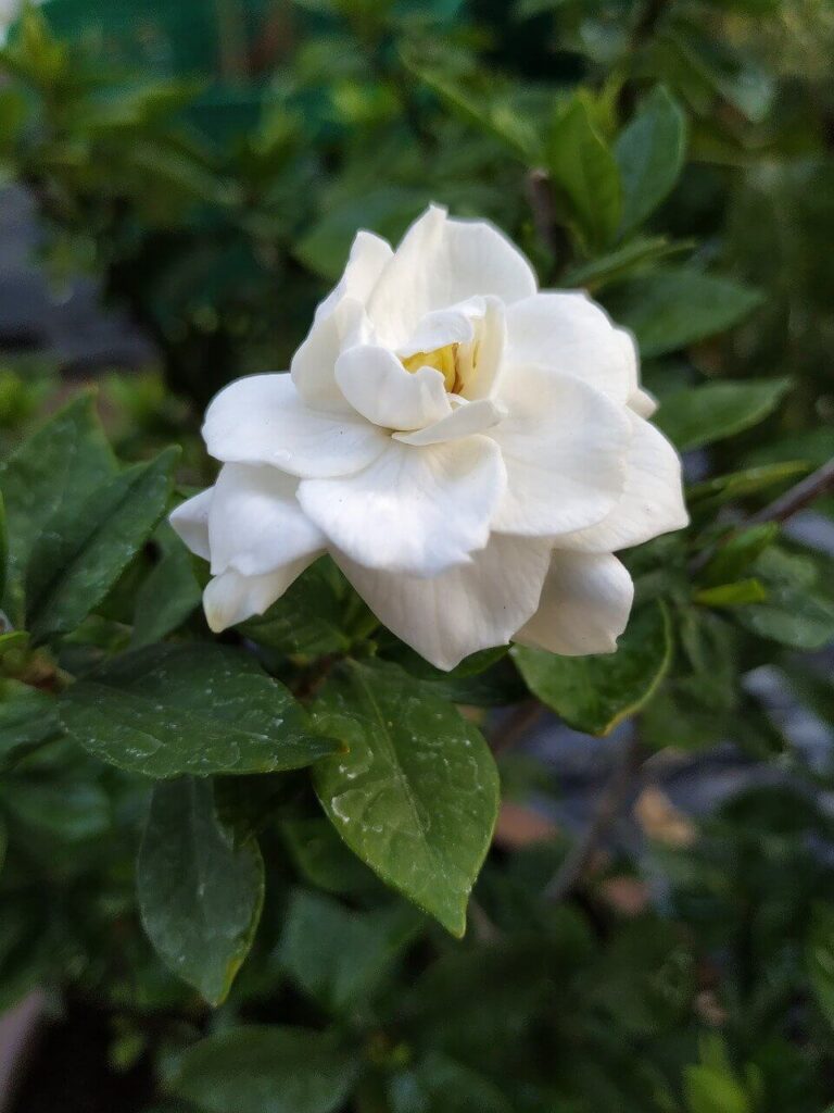 cape jasmine flower