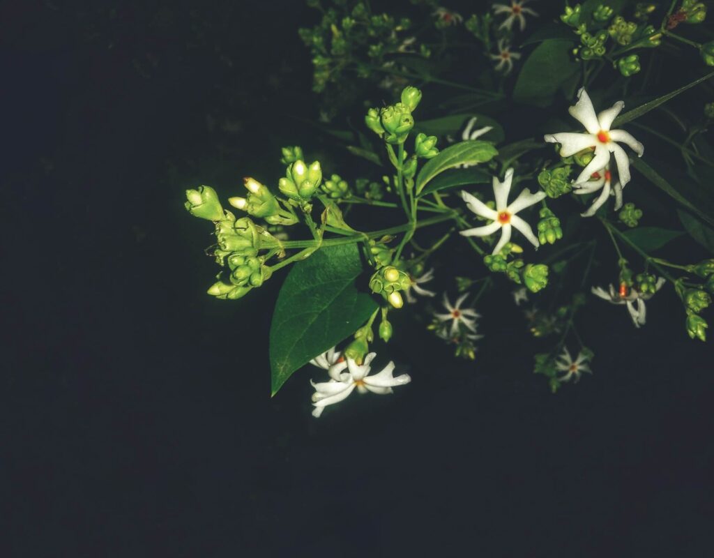 beautiful coral jasmine flowers