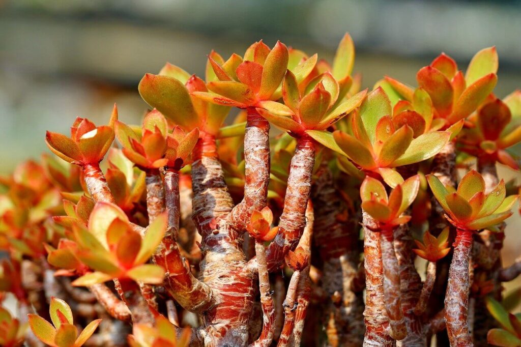 crassula ovata lemon and lime