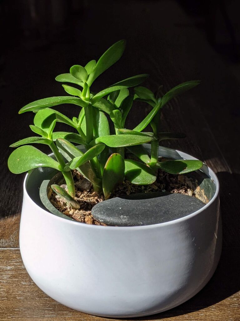 crassula ovata jade plant