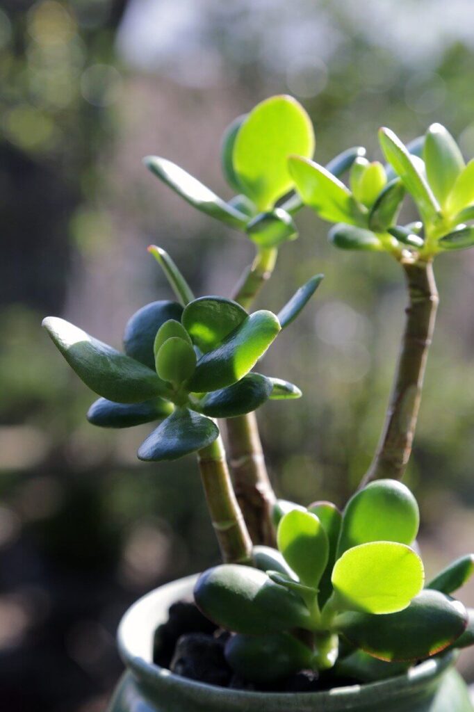 crassula ovata jade plant