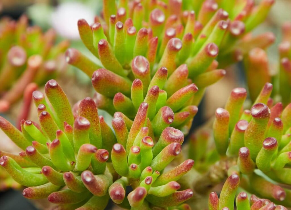 jade plant skinny fingers