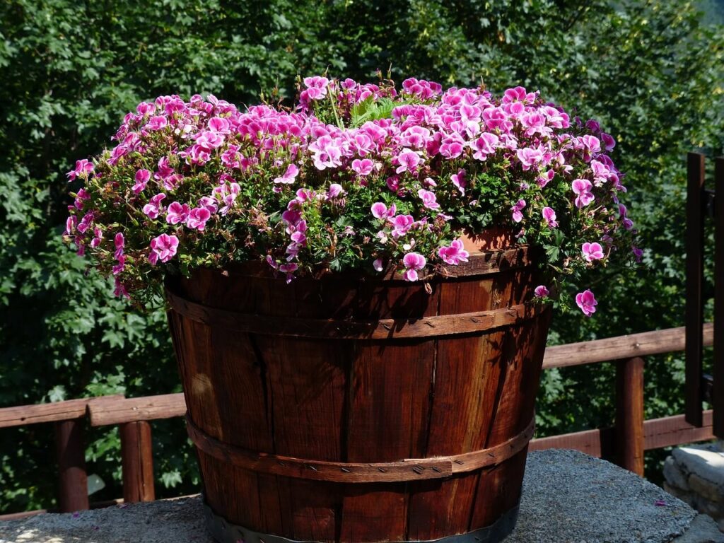 a barrel full of geraniums