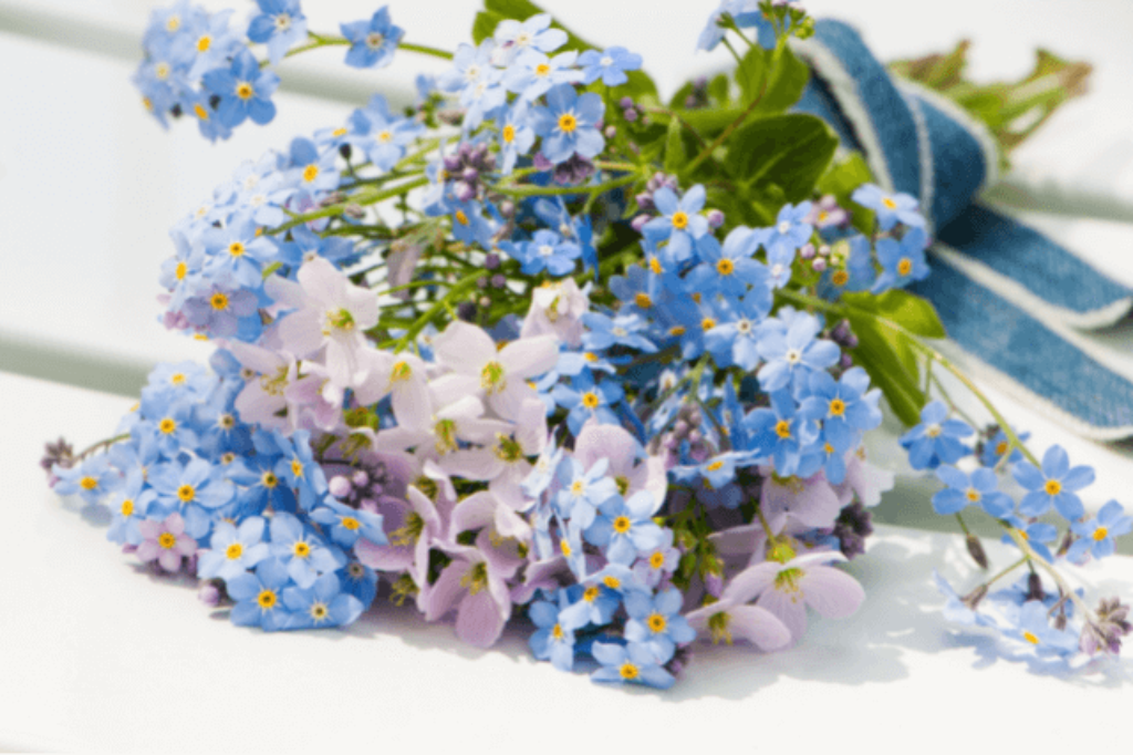 differently coloured forget me nots