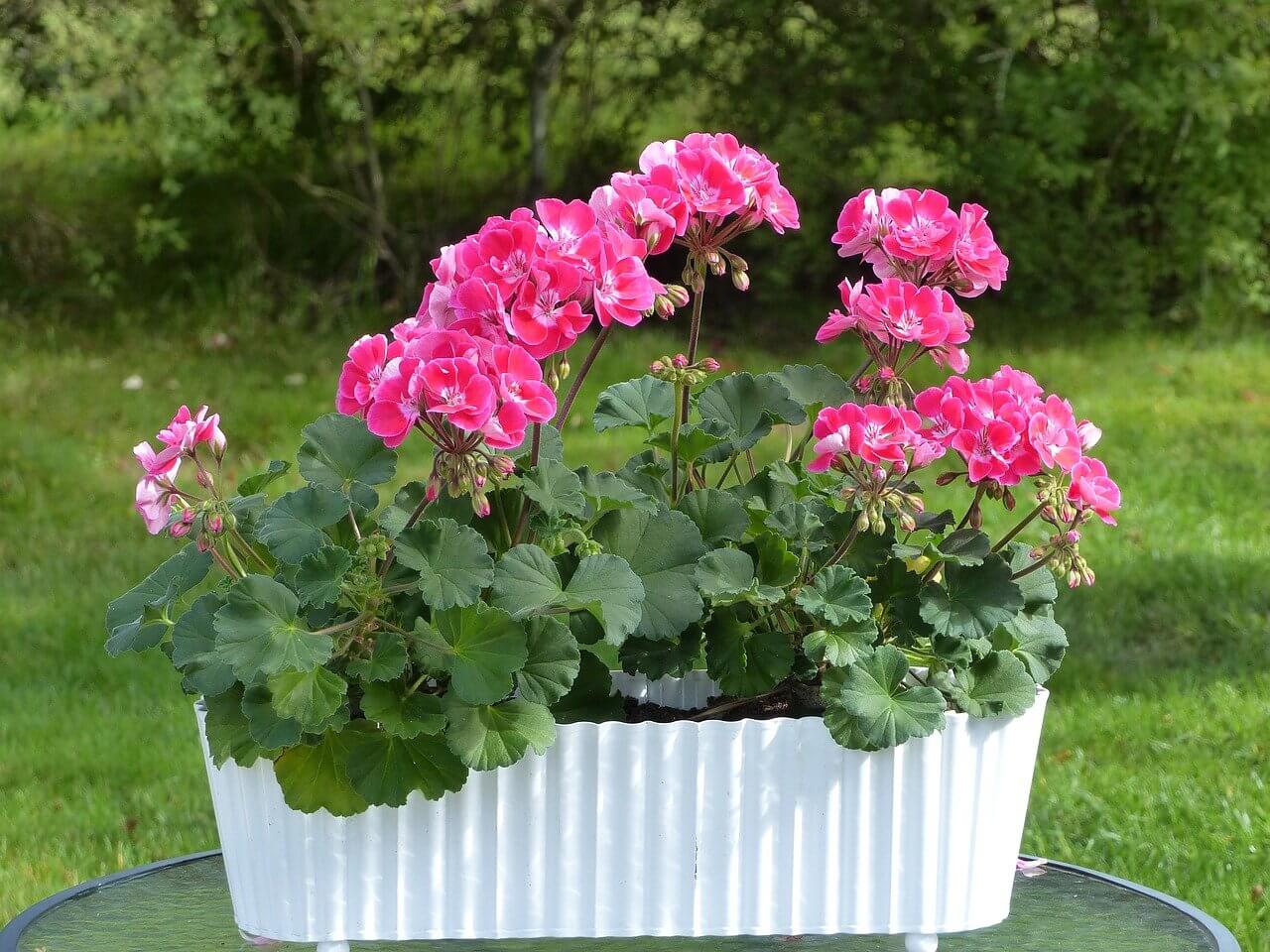 a bush of pelargonium flowers