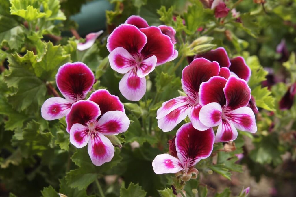 pink and red hardy geranium flowers