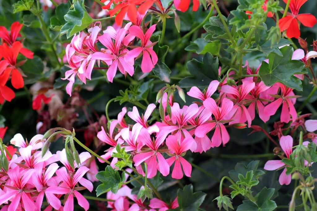 pink ivy geranium flowers