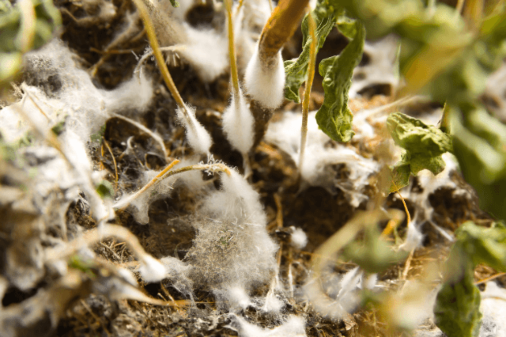 gray mold on plants