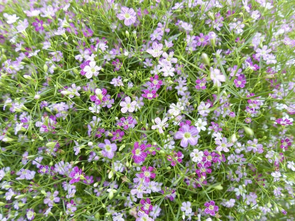 collared baby's breath flowers