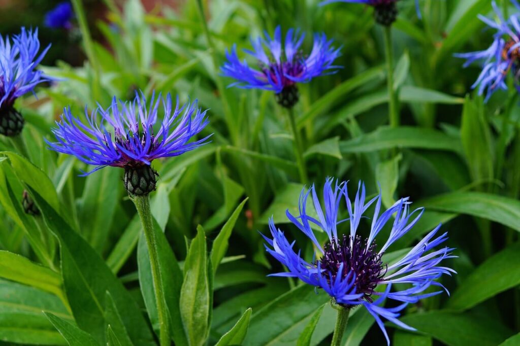 blue cornflowers