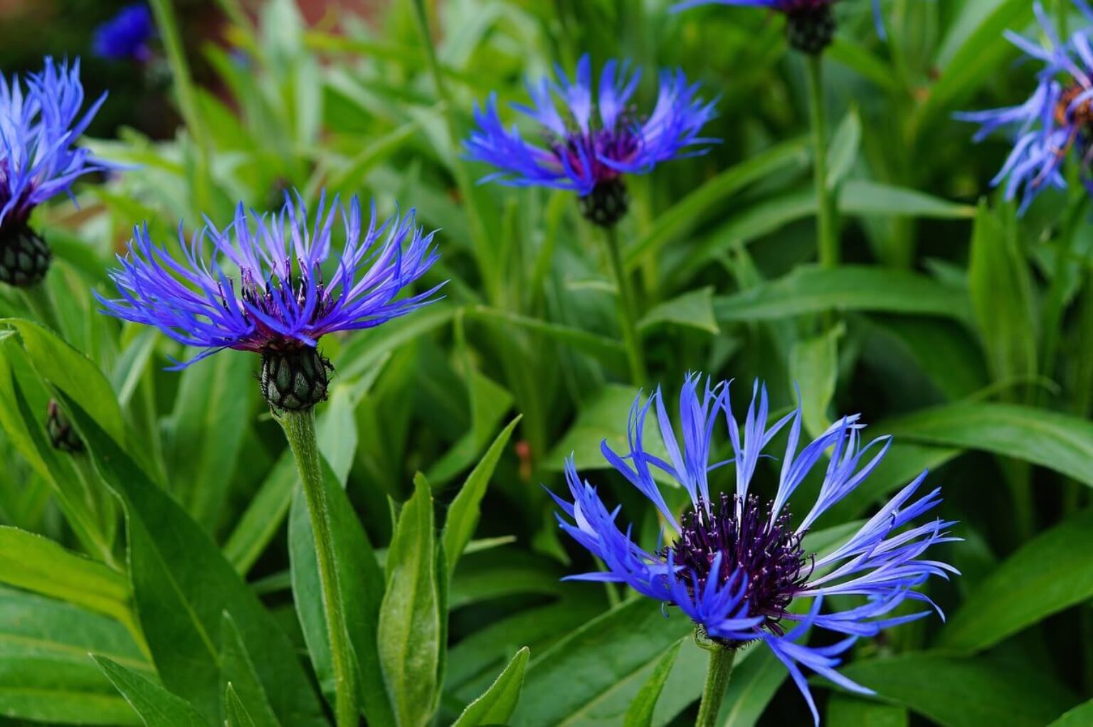 How to Grow and Care for Cornflowers TopBackyards