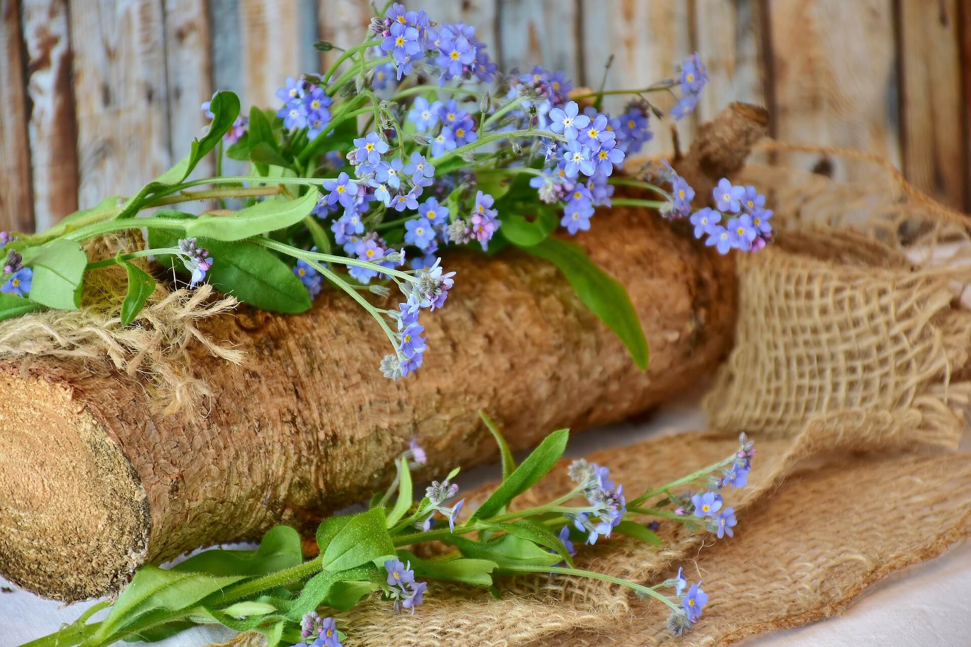 caring and growing for forget-me-nots